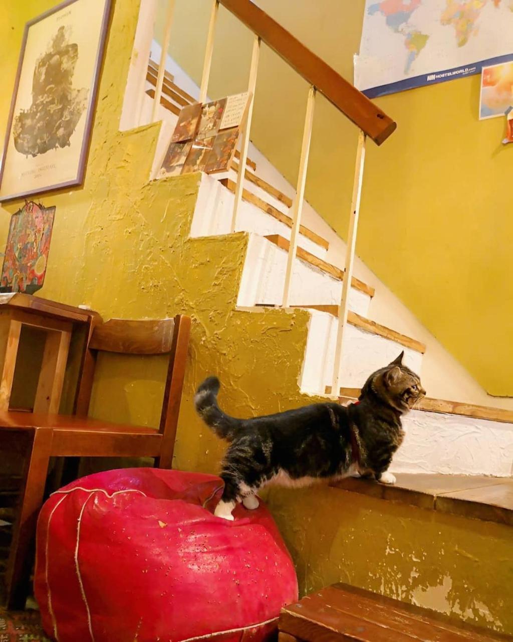 Wisma tamu Tani9 Backpackers Osaka